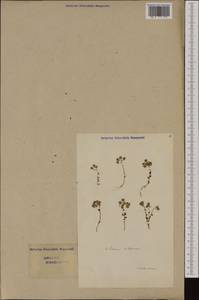 Sedum villosum L., Западная Европа (EUR) (Швейцария)