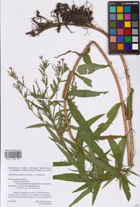 Epilobium parviflorum × palustre, Восточная Европа, Центральный лесостепной район (E6) (Россия)