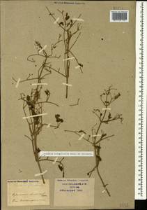 Ломонос чинолистный Besser ex Rchb., Кавказ, Краснодарский край и Адыгея (K1a) (Россия)