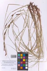 Осока черноколосая M.Bieb. ex Willd., Восточная Европа, Московская область и Москва (E4a) (Россия)