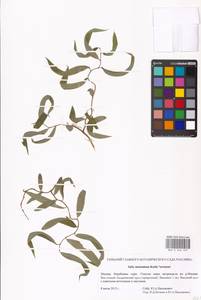 Salix babylonica var. matsudana (Koidz.) H.Ohashi & Yonek., Восточная Европа, Московская область и Москва (E4a) (Россия)