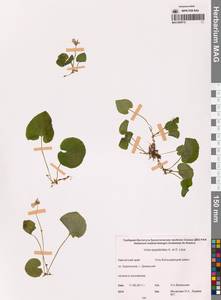 Viola epipsila subsp. repens (Turcz.) W.Becker, Сибирь, Чукотка и Камчатка (S7) (Россия)