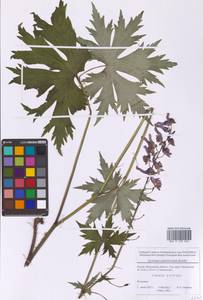 Борец северный Koelle, Восточная Европа, Московская область и Москва (E4a) (Россия)