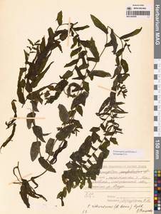 Рдест пронзеннолистный, Рдест стеблеобъемлющий L., Сибирь, Дальний Восток (S6) (Россия)