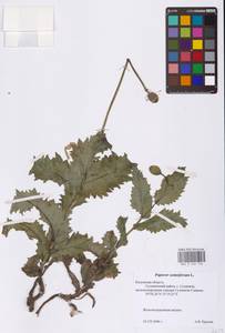 Мак снотворный L., Восточная Европа, Центральный район (E4) (Россия)