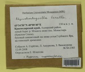 Hypnum cupressiforme Hedw., Гербарий мохообразных, Мхи - Северный Кавказ и Предкавказье (B12) (Россия)
