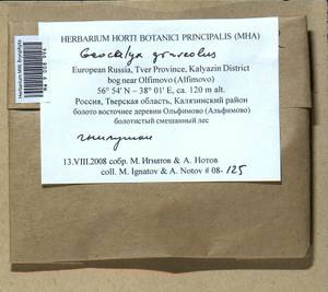 Geocalyx graveolens (Schrad.) Nees, Гербарий мохообразных, Мхи - Центральное Нечерноземье (B6) (Россия)