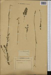 Hippomarathrum vulgare Borkh., Западная Европа (EUR) (Германия)