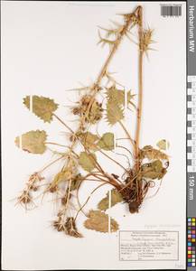 Eryngium tricuspidatum subsp. occidentalis Wörz, Африка (AFR) (Марокко)