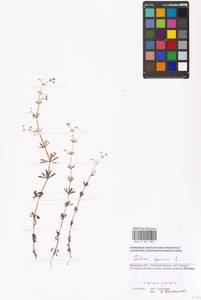 Подмаренник ложный L., Восточная Европа, Московская область и Москва (E4a) (Россия)