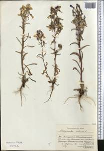 Колокольчик сибирский L., Средняя Азия и Казахстан, Джунгарский Алатау и Тарбагатай (M5) (Казахстан)