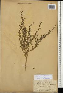 Климакоптера толстянковая M. Bieb., Кавказ, Азербайджан (K6) (Азербайджан)