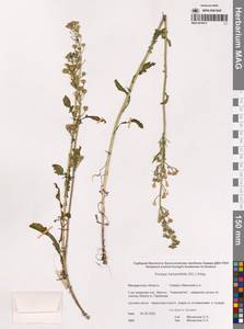 Жерушник сурепколистный (A.DC.) Kitag., Сибирь, Чукотка и Камчатка (S7) (Россия)