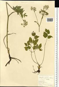 Остерикум болотный (Besser) Besser, Сибирь, Западная Сибирь (S1) (Россия)