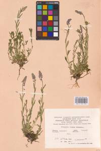 Истод хохлатый Schkuhr, Восточная Европа, Центральный лесостепной район (E6) (Россия)