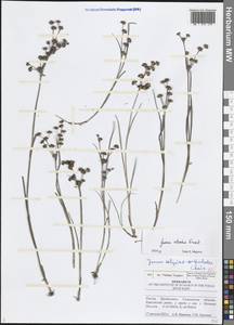 Ситник черный Krock., Восточная Европа, Средневолжский район (E8) (Россия)