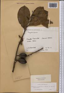 Pouteria lucumifolia (Reissek ex Maxim.) T.D.Penn., Америка (AMER) (Перу)