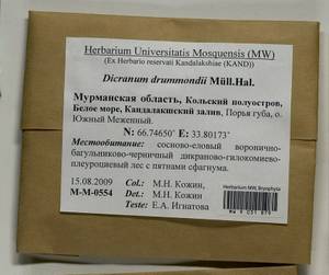 Dicranum drummondii Müll. Hal., Гербарий мохообразных, Мхи - Карелия, Ленинградская и Мурманская области (B4) (Россия)