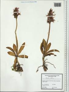 Orchis italica Poir. , nom. cons. prop., Западная Европа (EUR) (Португалия)