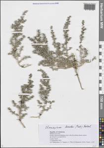 Климакоптера шерстистая (Pall.) Botsch., Средняя Азия и Казахстан, Сырдарьинские пустыни и Кызылкумы (M7) (Узбекистан)