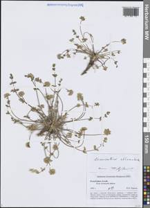 Стеноцелиум атамантовидный (M.Bieb.) Ledeb., Сибирь, Алтай и Саяны (S2) (Россия)