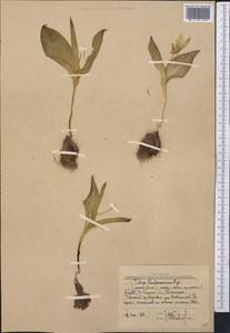 Тюльпан Грейга Regel, Средняя Азия и Казахстан, Западный Тянь-Шань и Каратау (M3) (Узбекистан)