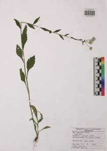 Мелколепестник однолетний (L.) Pers., Восточная Европа, Центральный район (E4) (Россия)