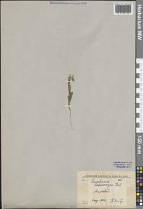 Isatis gymnocarpa (Fisch. ex DC.) Al-Shehbaz, Moazzeni & Mumm., Средняя Азия и Казахстан, Каракумы (M6) (Туркмения)