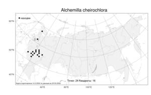 Alchemilla cheirochlora, Манжетка ярко-зеленая Juz., Атлас флоры России (FLORUS) (Россия)