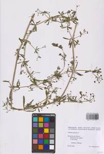 Подмаренник цепкий L., Восточная Европа, Московская область и Москва (E4a) (Россия)
