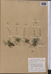 Antennaria neglecta Greene, Америка (AMER) (Канада)