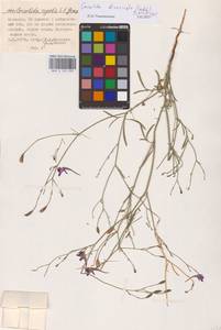Delphinium consolida subsp. divaricatum (Ledeb.) A.Nyár., Восточная Европа, Нижневолжский район (E9) (Россия)