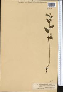 Mertensia pallasii (Ledeb.) G. Don, Средняя Азия и Казахстан, Джунгарский Алатау и Тарбагатай (M5) (Казахстан)