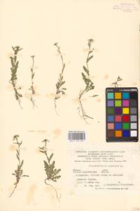 Пастушья сумка обыкновенная (L.) Medik., Восточная Европа, Нижневолжский район (E9) (Россия)