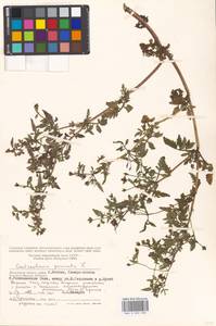 Calceolaria pinnata L., Восточная Европа, Московская область и Москва (E4a) (Россия)