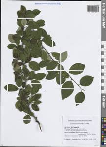 Кизильник остролистный Turcz., Восточная Европа, Московская область и Москва (E4a) (Россия)