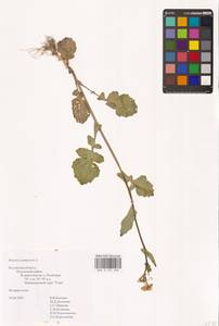 Brassica rapa subsp. sylvestris (L.) Janch., Восточная Европа, Центральный район (E4) (Россия)