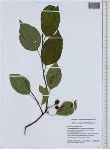 Яблоня сливолистная, Китайка (Willd.) Borkh., Восточная Европа, Северо-Западный район (E2) (Россия)