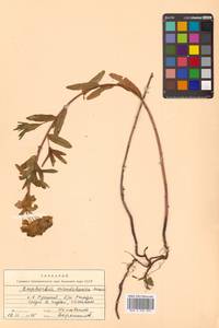 Молочай острый, Сибирь, Дальний Восток (S6) (Россия)