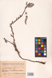 Майкараган волжский (L.f.) Pall. ex Fisch., Восточная Европа, Нижневолжский район (E9) (Россия)