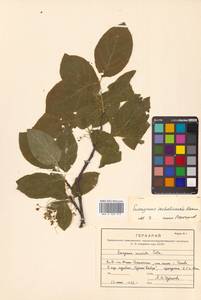 Бересклет сахалинский (F.Schmidt) Maxim., Сибирь, Дальний Восток (S6) (Россия)