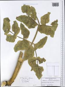 Opopanax chironium (L.) W. D. J. Koch, Западная Европа (EUR) (Италия)