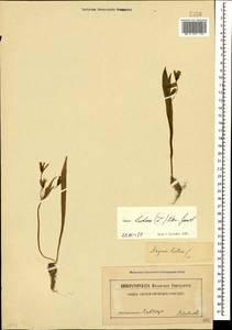 Гусиный лук желтый (L.) Ker Gawl., Кавказ (без точных местонахождений) (K0)