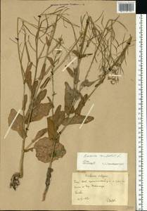 Brassica rapa subsp. sylvestris (L.) Janch., Восточная Европа, Восточный район (E10) (Россия)