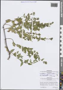 Шлемник обыкновенный L., Восточная Европа, Средневолжский район (E8) (Россия)