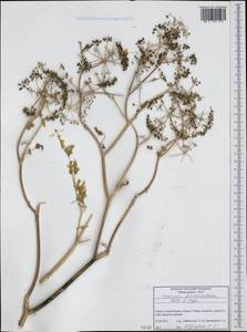 Болиголов крапчатый, Болиголов пятнистый L., Западная Европа (EUR) (Греция)