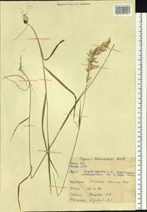 Sibirotrisetum sibiricum (Rupr.) Barberá, Сибирь, Прибайкалье и Забайкалье (S4) (Россия)