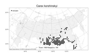 Carex korshinskyi, Осока Коржинского Kom., Атлас флоры России (FLORUS) (Россия)