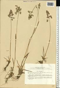 Мятлик альпийский L., Восточная Европа, Северный район (E1) (Россия)