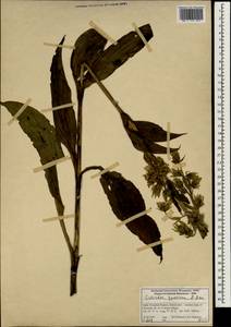 Swertia speciosa G. Don, Зарубежная Азия (ASIA) (Индия)